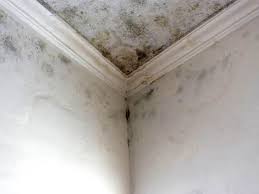 Mold Documentation for Insurance Claims in Cashion, OK